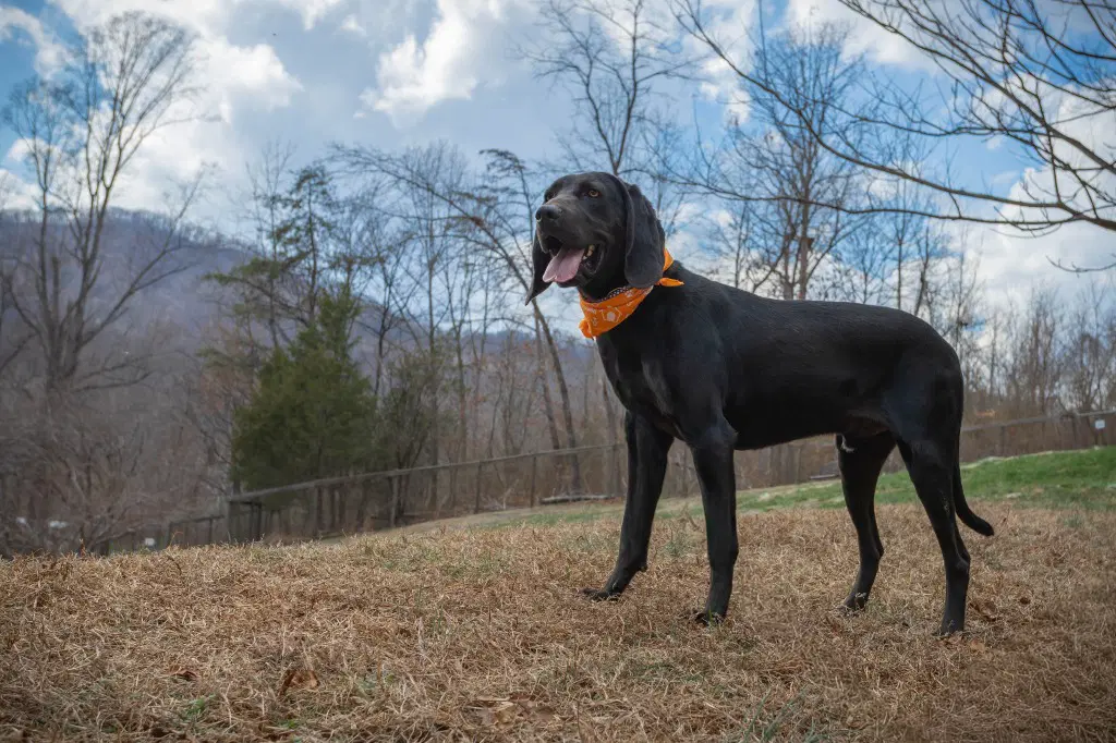 King image 2