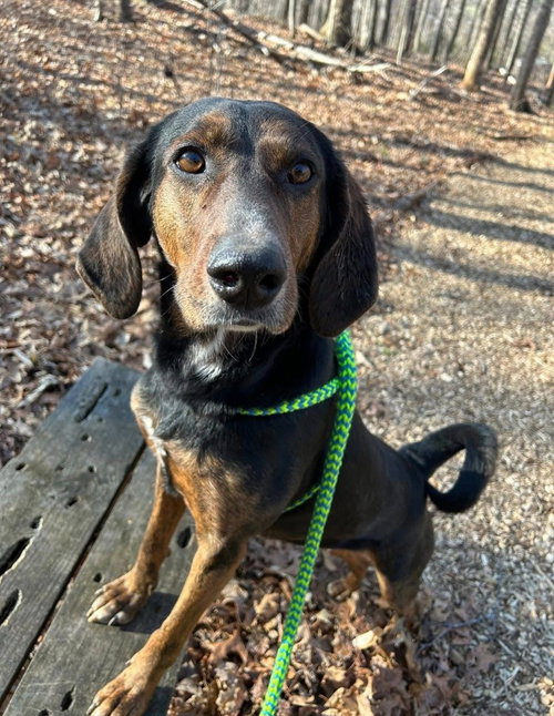 Poppy, an adoptable Plott Hound in Lovingston, VA