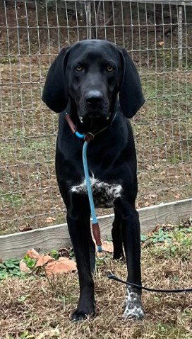 Bandit, an adoptable Hound in Lovingston, VA