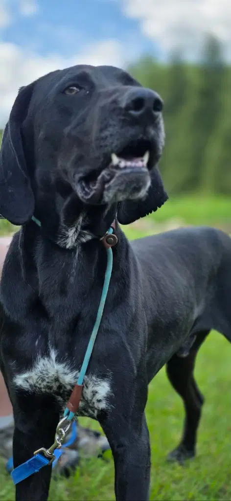 Bandit - Hound
