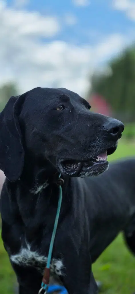 Bandit image 2