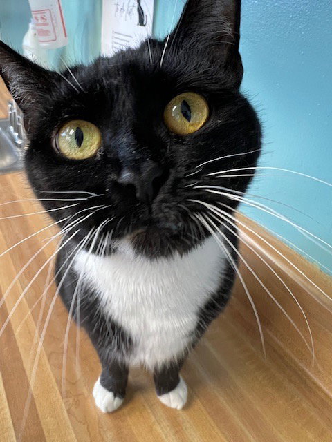 Lucykins, an adoptable Domestic Short Hair in Lovingston, VA