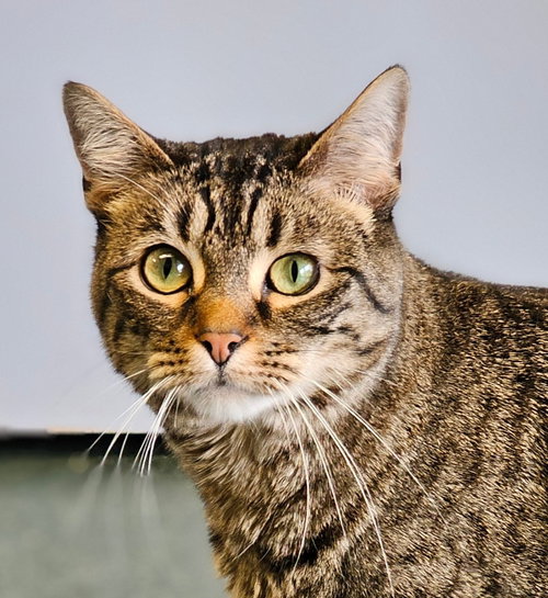 Tigerkins, an adoptable Tabby in Lovingston, VA