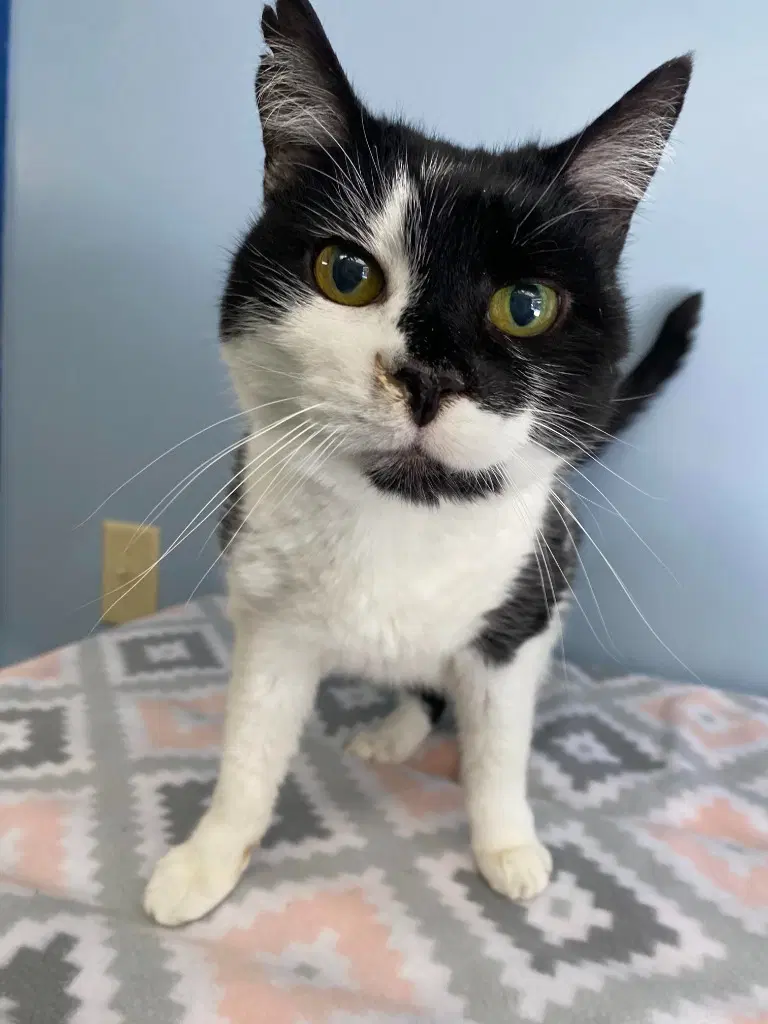 Esther Snow - Tuxedo