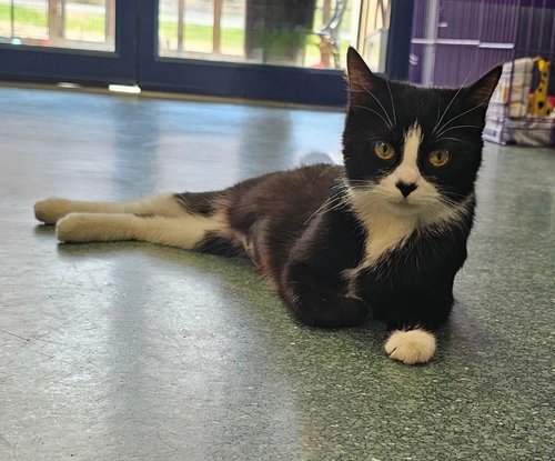 Love, an adoptable Domestic Short Hair in Lovingston, VA