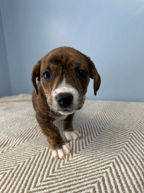 Phelps, an adoptable Pit Bull Terrier in Lovingston, VA