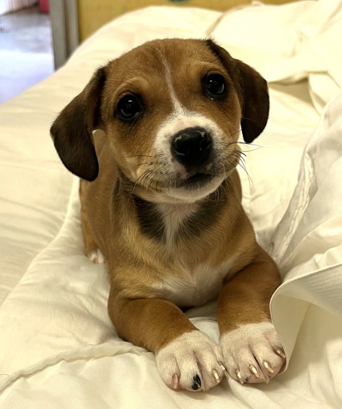 Serena, an adoptable Pit Bull Terrier in Lovingston, VA