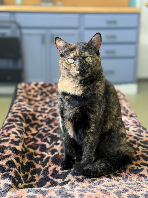 Sammy, an adoptable Domestic Short Hair in Lovingston, VA