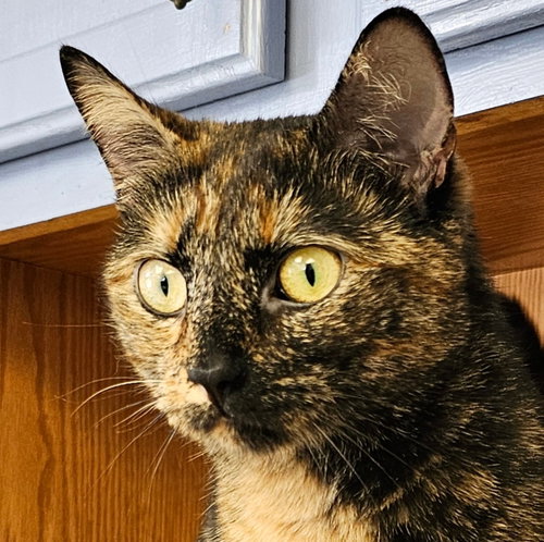 Sammy, an adoptable Tortoiseshell in Lovingston, VA