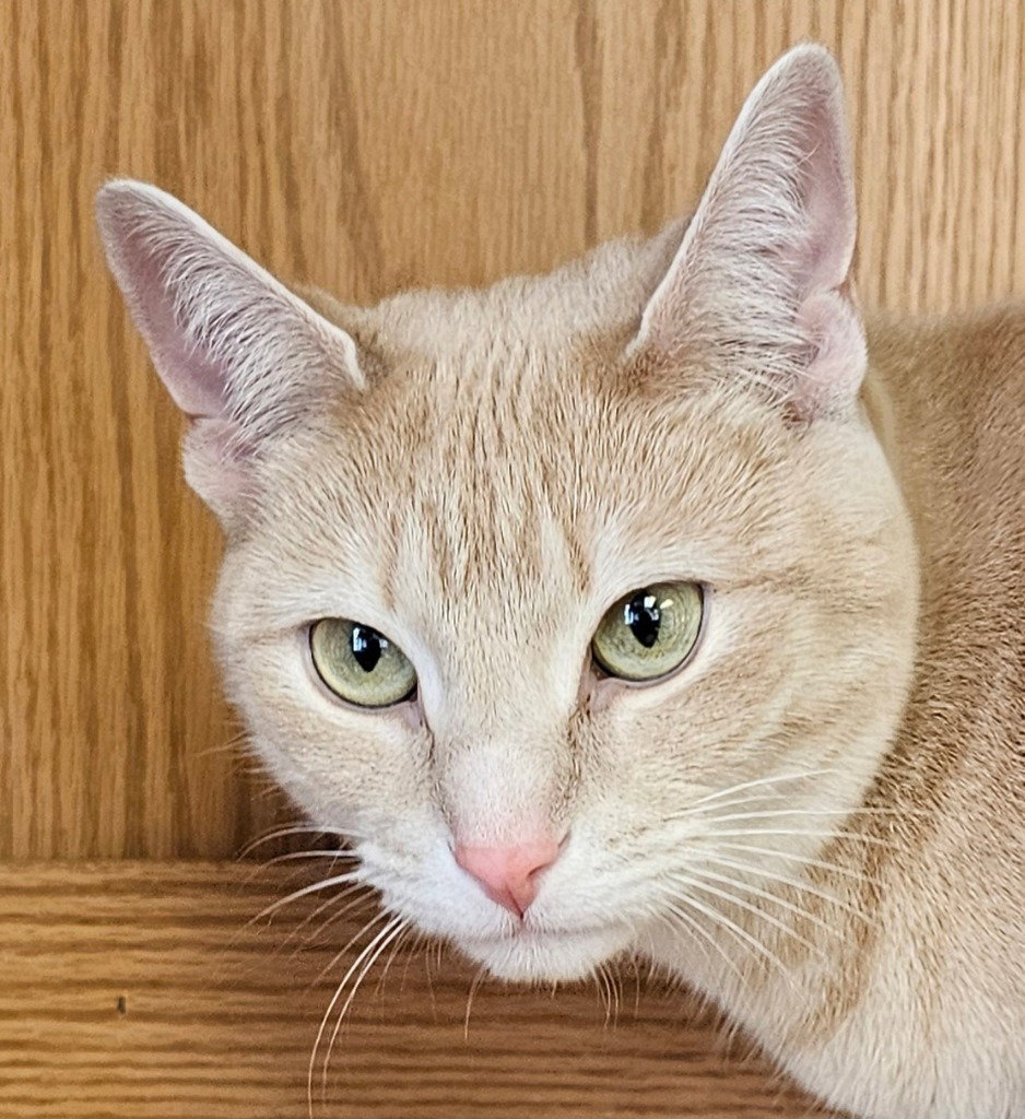 Ginger