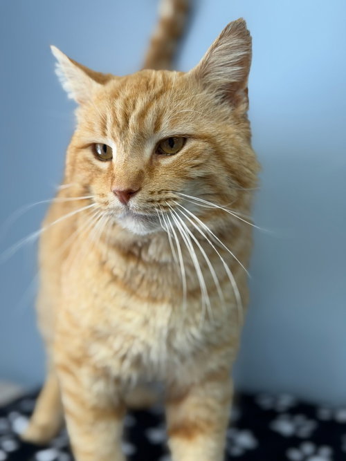 Nacho, an adoptable Tabby in Lovingston, VA