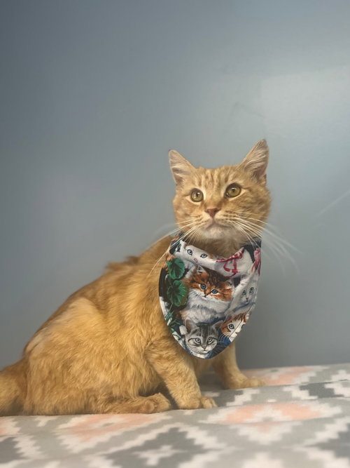 Nacho, an adoptable Tabby in Lovingston, VA
