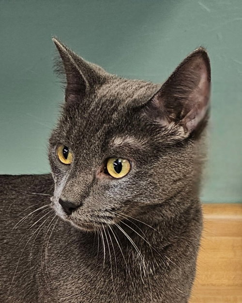 Dutchess, an adoptable Domestic Short Hair in Lovingston, VA