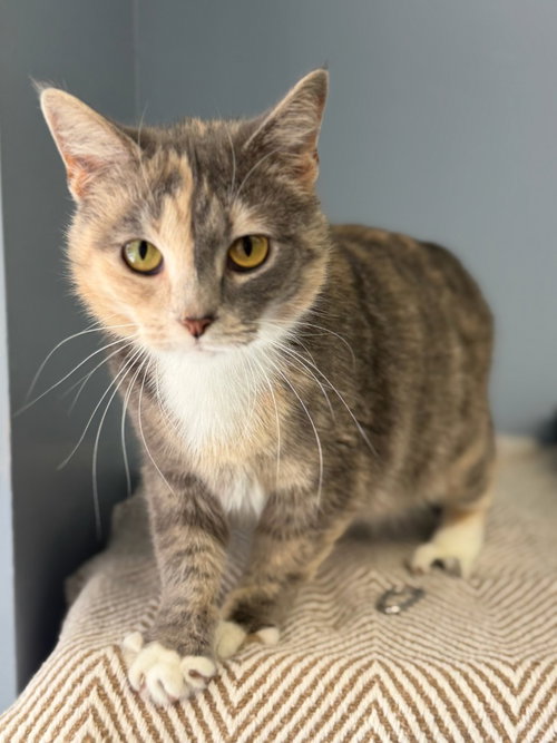 Ice Cream, an adoptable Domestic Short Hair in Lovingston, VA