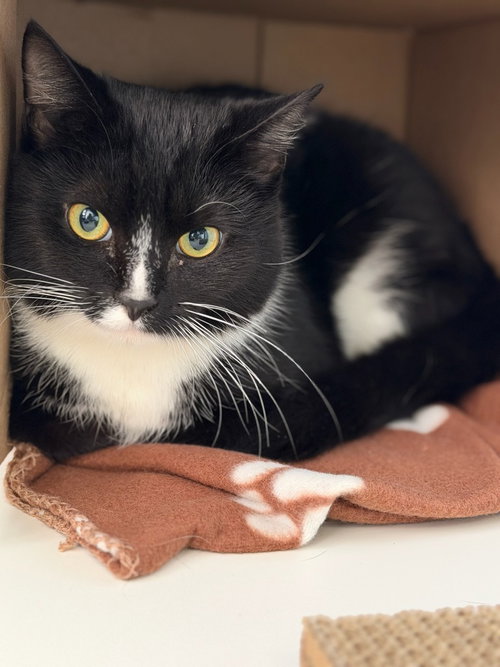 Freyr, an adoptable Tuxedo in Lovingston, VA