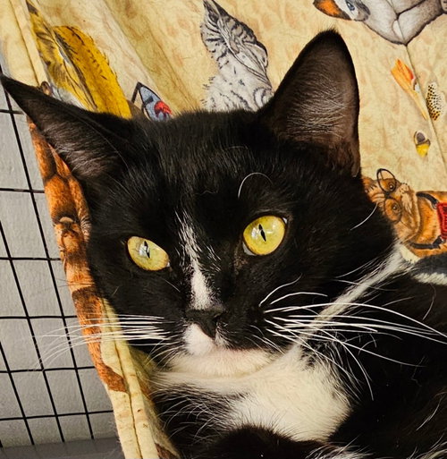 Freyr, an adoptable Tuxedo in Lovingston, VA
