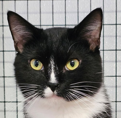Freyr, an adoptable Tuxedo in Lovingston, VA