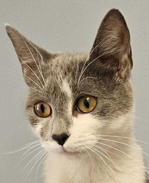 Oreo, an adoptable Domestic Short Hair in Lovingston, VA