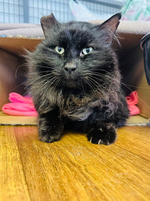 Sheba, an adoptable Domestic Long Hair in Lovingston, VA