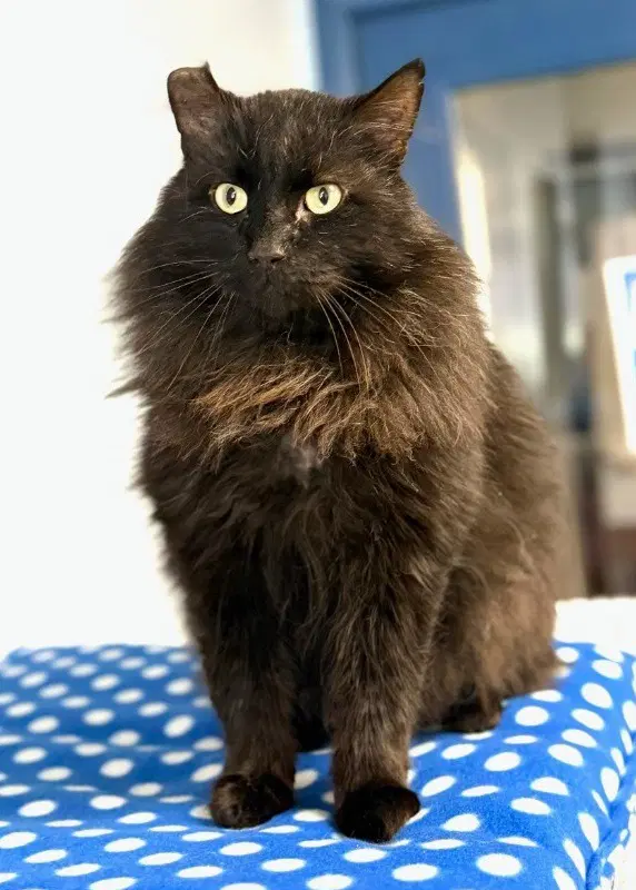 Sheba - Domestic Long Hair