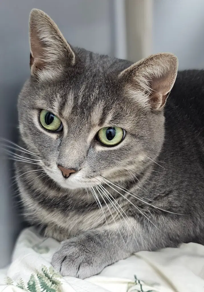 Echo - Tabby