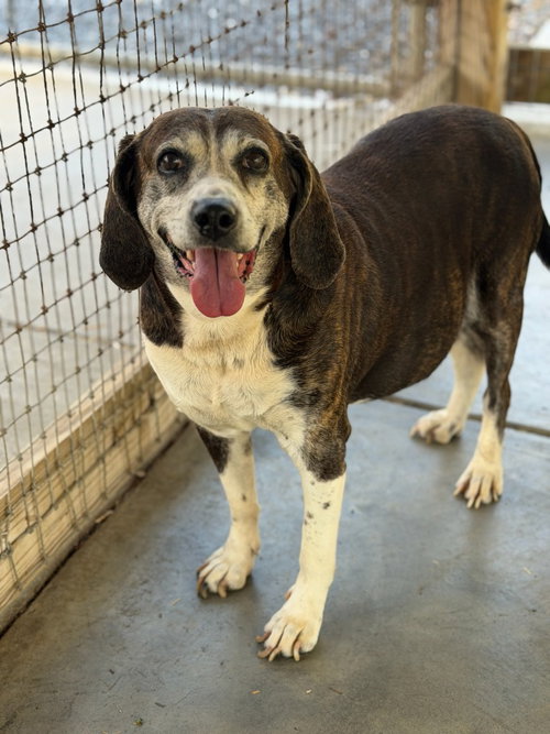 Dixie, an adoptable Beagle in Lovingston, VA