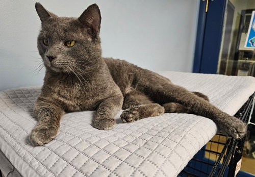 Teddy, Adult Domestic Short Hair / Mixed, cat for adoption in Lovingston, Virginia
