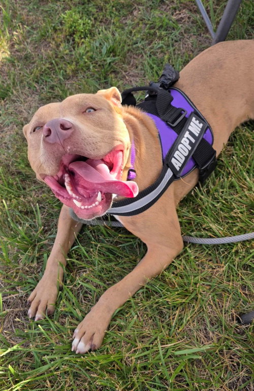 Bo Bo, an adoptable Pit Bull Terrier in Lovingston, VA