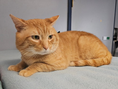 Milo, Adult Domestic Short Hair / Mixed, cat for adoption in Harrisonburg, Virginia