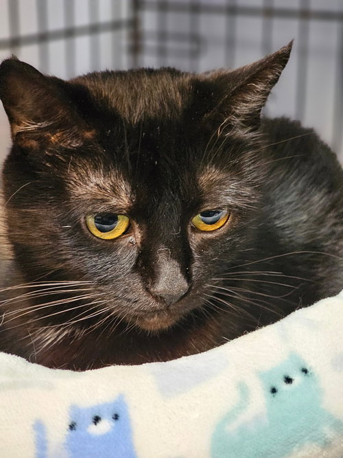 Brownie, an adoptable Domestic Short Hair in Lovingston, VA