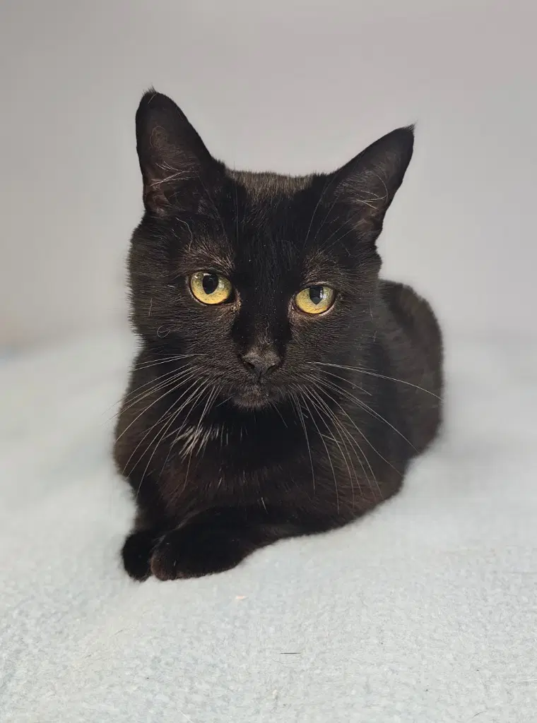 Brownie - Domestic Short Hair