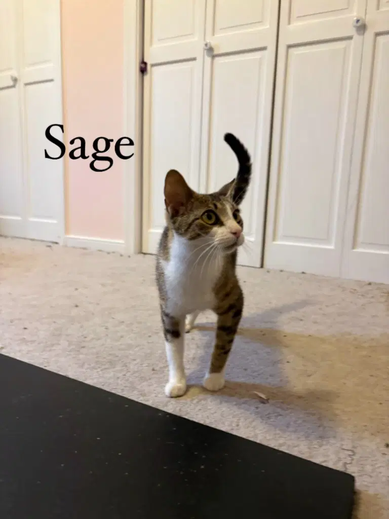 Sage image 4