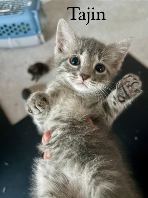 Tajin, an adoptable Domestic Short Hair in Lovingston, VA