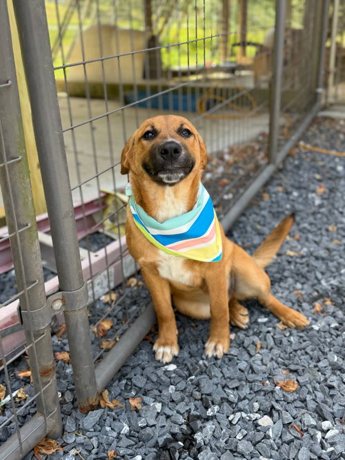 Harmony, an adoptable Labrador Retriever in Lovingston, VA