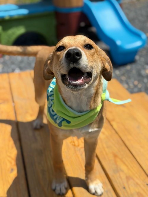 Melody, an adoptable Labrador Retriever in Lovingston, VA