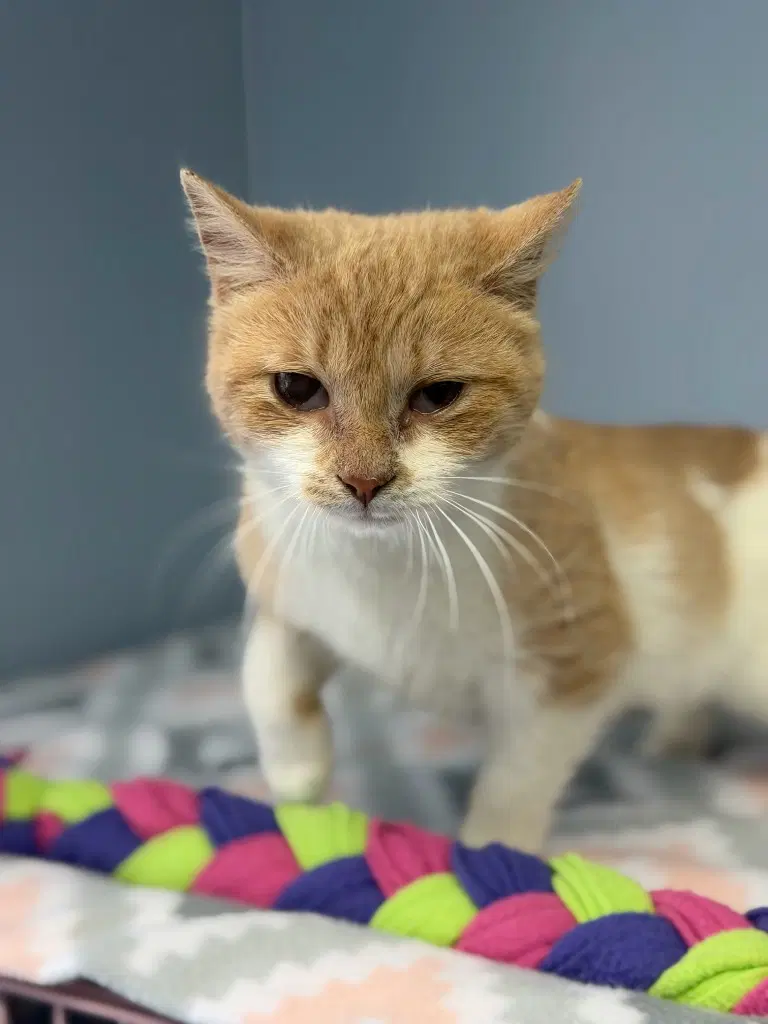 Daphne - Domestic Short Hair