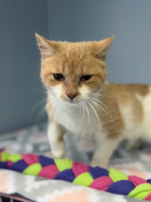 Daphne, Young Domestic Short Hair / Mixed, cat for adoption in Harrisonburg, Virginia