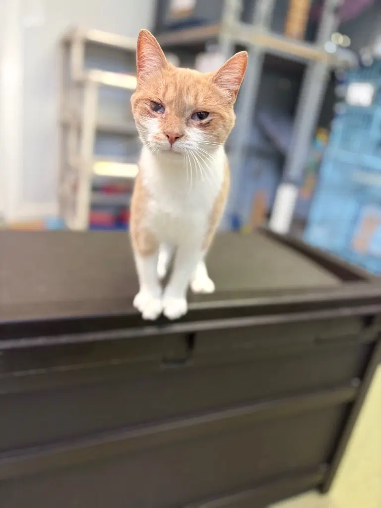Daphne - Domestic Short Hair
