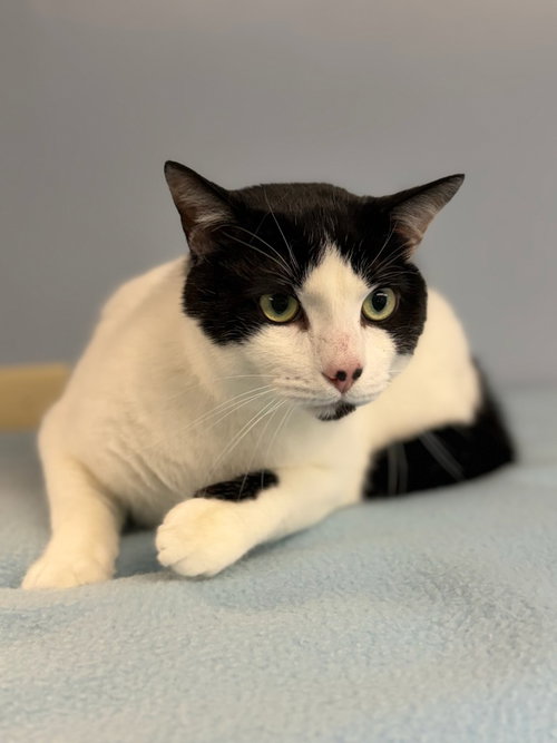 Rex, an adoptable Tuxedo in Lovingston, VA
