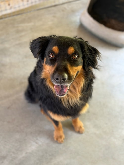 Ranger, an adoptable Labrador Retriever in Lovingston, VA