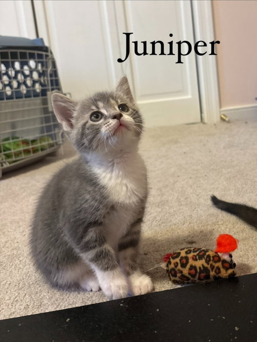 Juniper, an adoptable Domestic Short Hair in Lovingston, VA