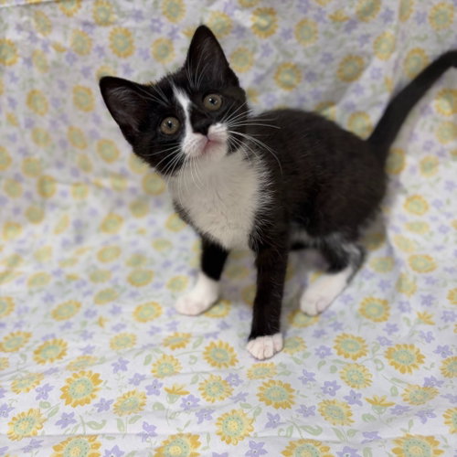 Mochi, an adoptable Domestic Short Hair in Lovingston, VA