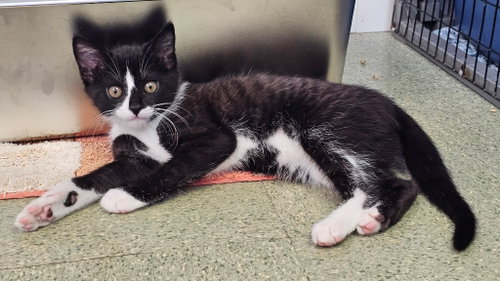 Mochi, Baby Domestic Short Hair / Mixed, cat for adoption in Harrisonburg, Virginia