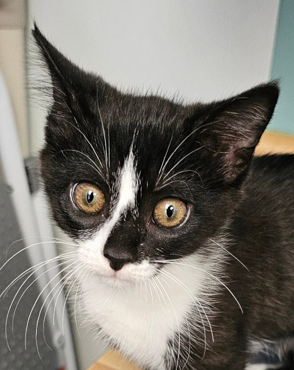 Mochi