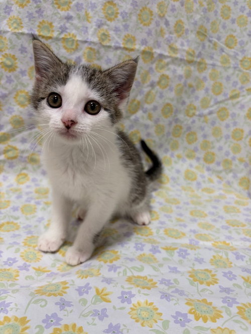 Miso, an adoptable Domestic Short Hair in Lovingston, VA