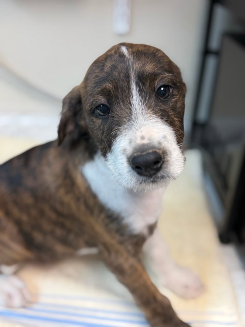 Catfish, an adoptable Schnauzer in Lovingston, VA