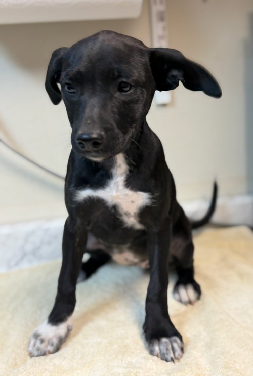 Flounder, an adoptable Schnauzer in Lovingston, VA