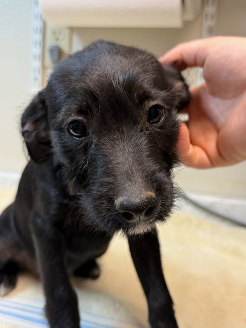 Mahi, an adoptable Schnauzer in Lovingston, VA