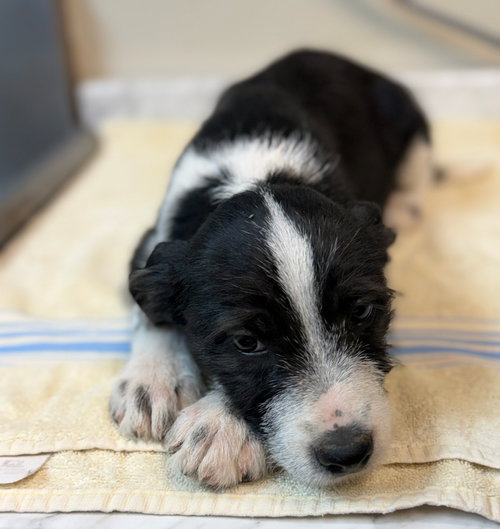 Guppy, an adoptable Schnauzer in Lovingston, VA