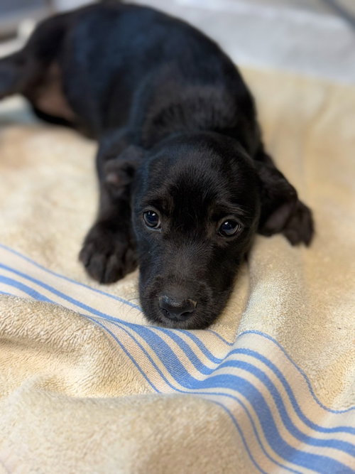 Minnow, an adoptable Schnauzer in Lovingston, VA
